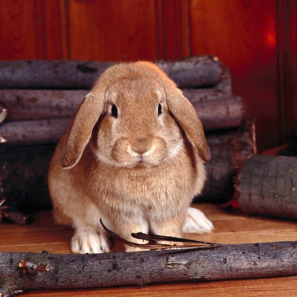 Удивленный кролик