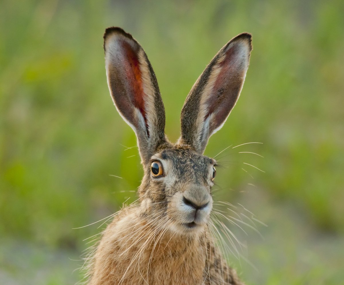 Морда зайца