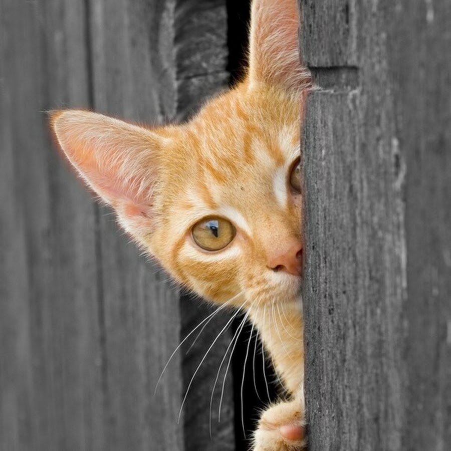 Кот выглядывает