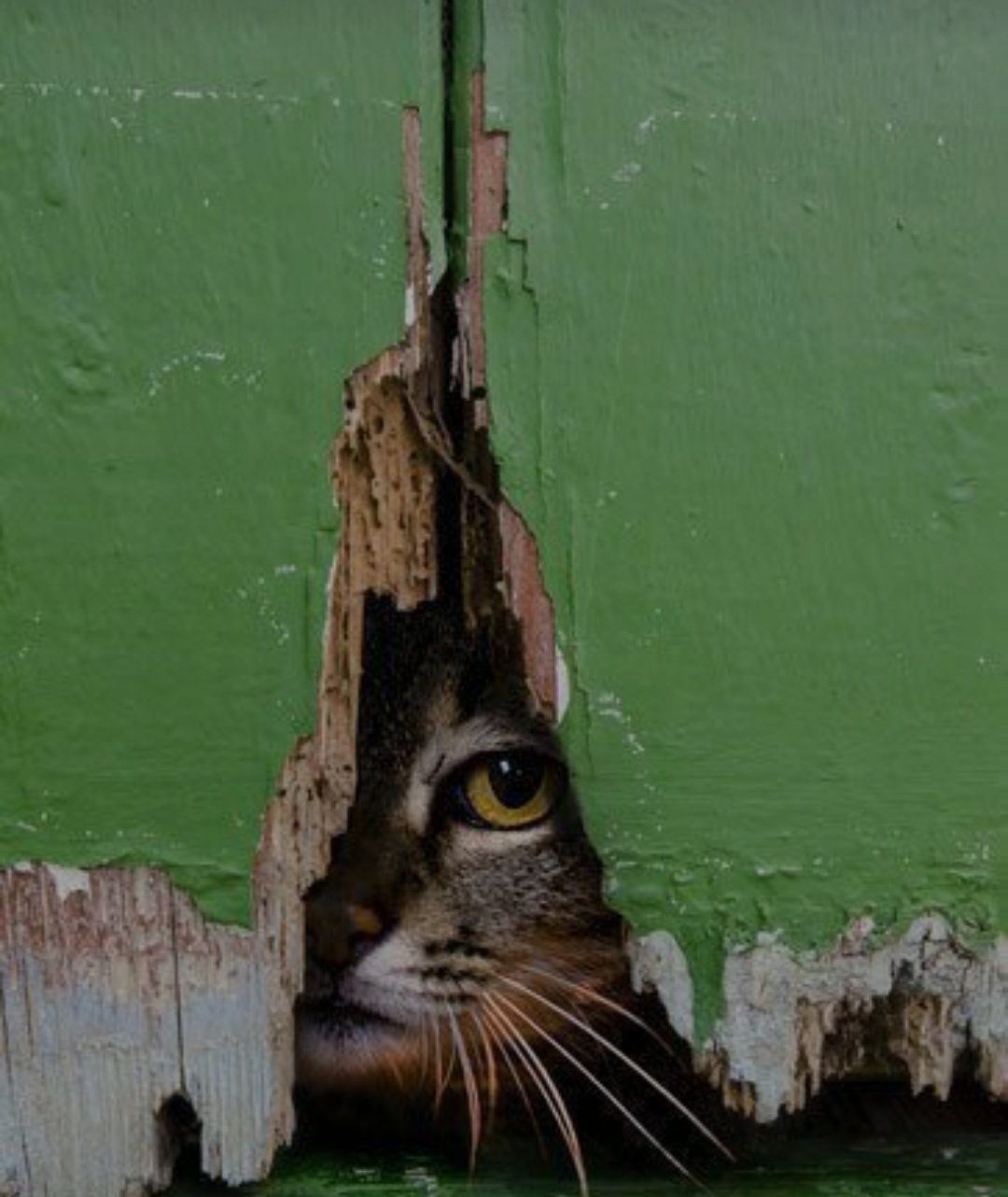 Кот выглядывает из-за угла