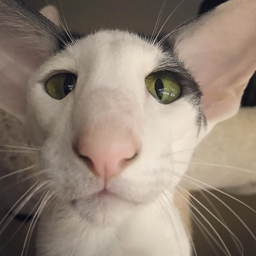 Лысая собака похожая на крысу