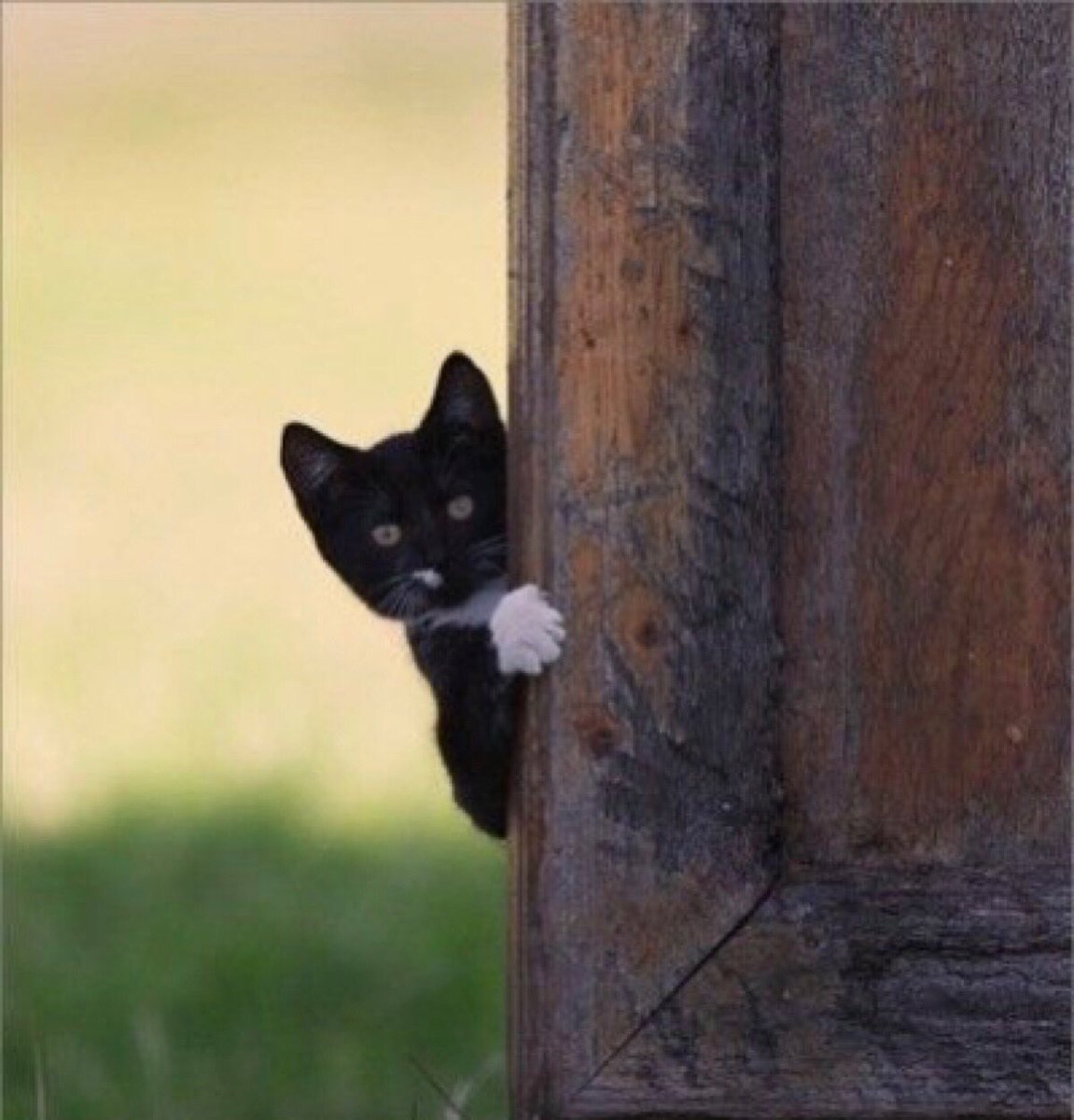 Кот выглядывает из-за дерева