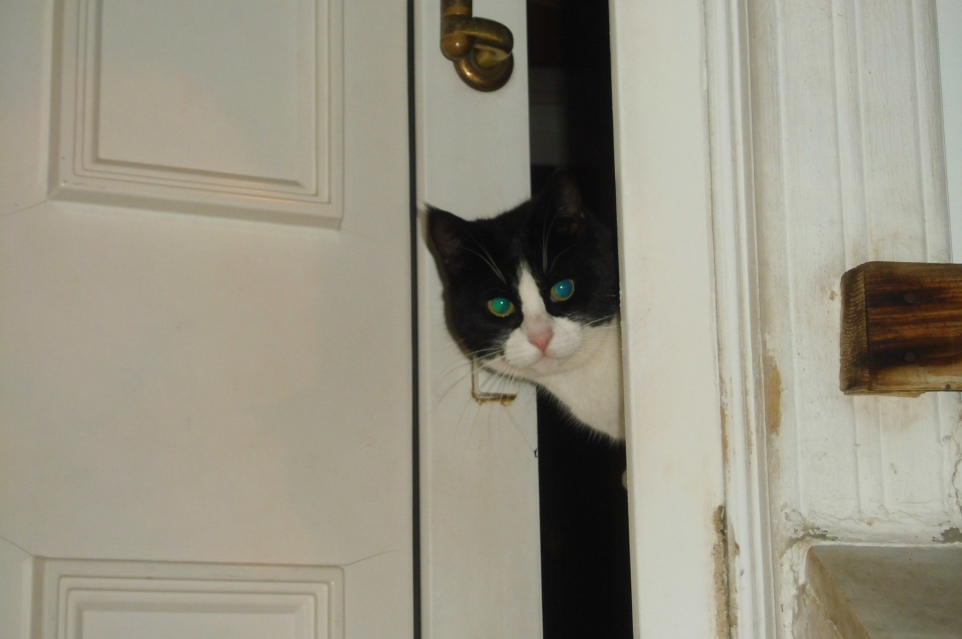 Позволяет видеть из за угла сканворд 8. Котик выглядывает. Котик выглядывает из за двери. Кот дверь выглядывать. Выглядывает из за двери.