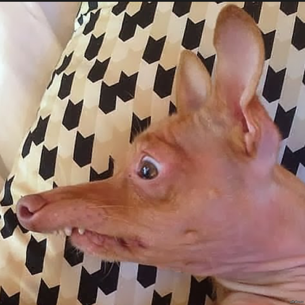 Курица с накачанными губами