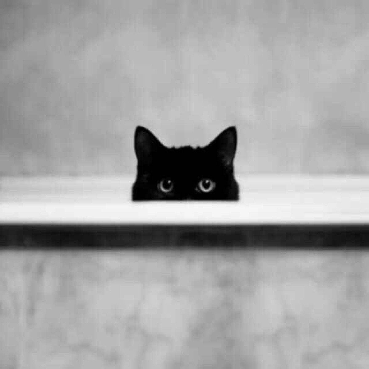 Позволяет видеть из за угла 8 букв. Черный кот выглядывает. Кошка выглядывает. Черная кошка выглядывает. Черный кот выглядывает из за угла.