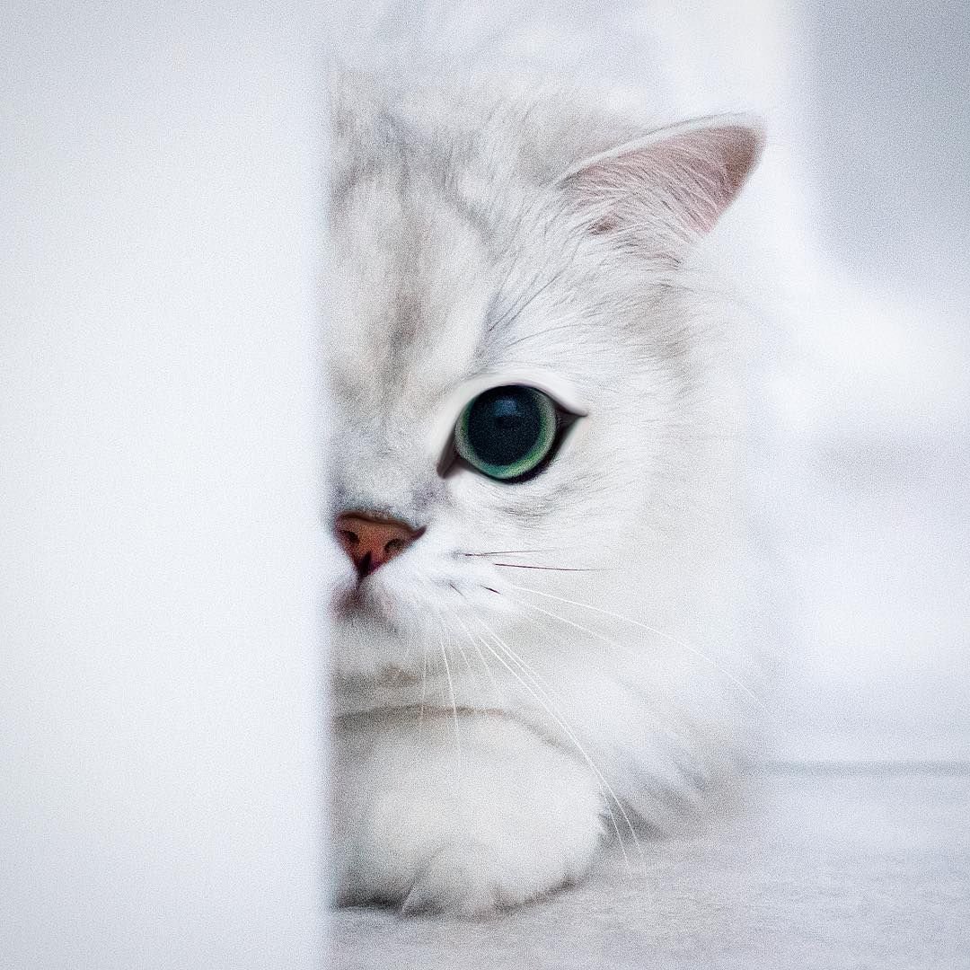 Кот из за угла картинки