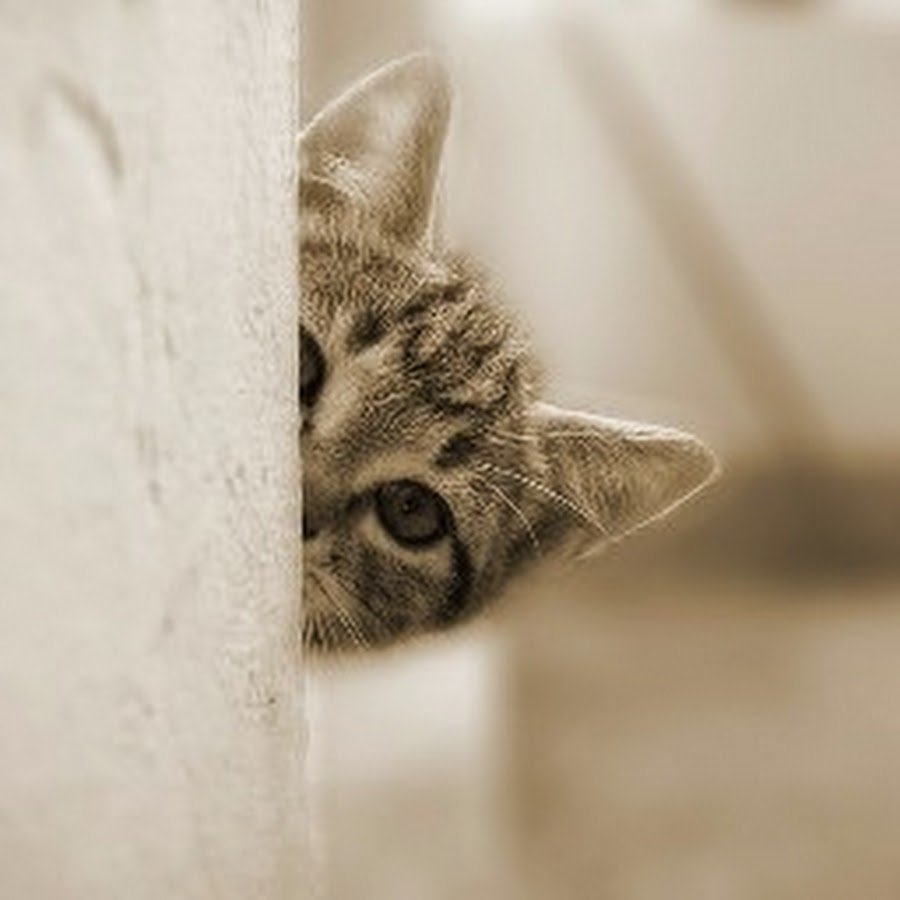 Кот выглядывает из-за угла