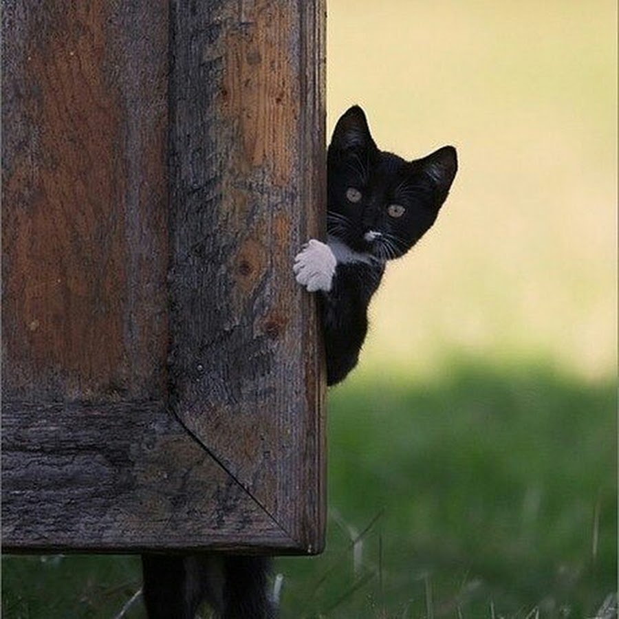 Кот выглядывает из-за угла