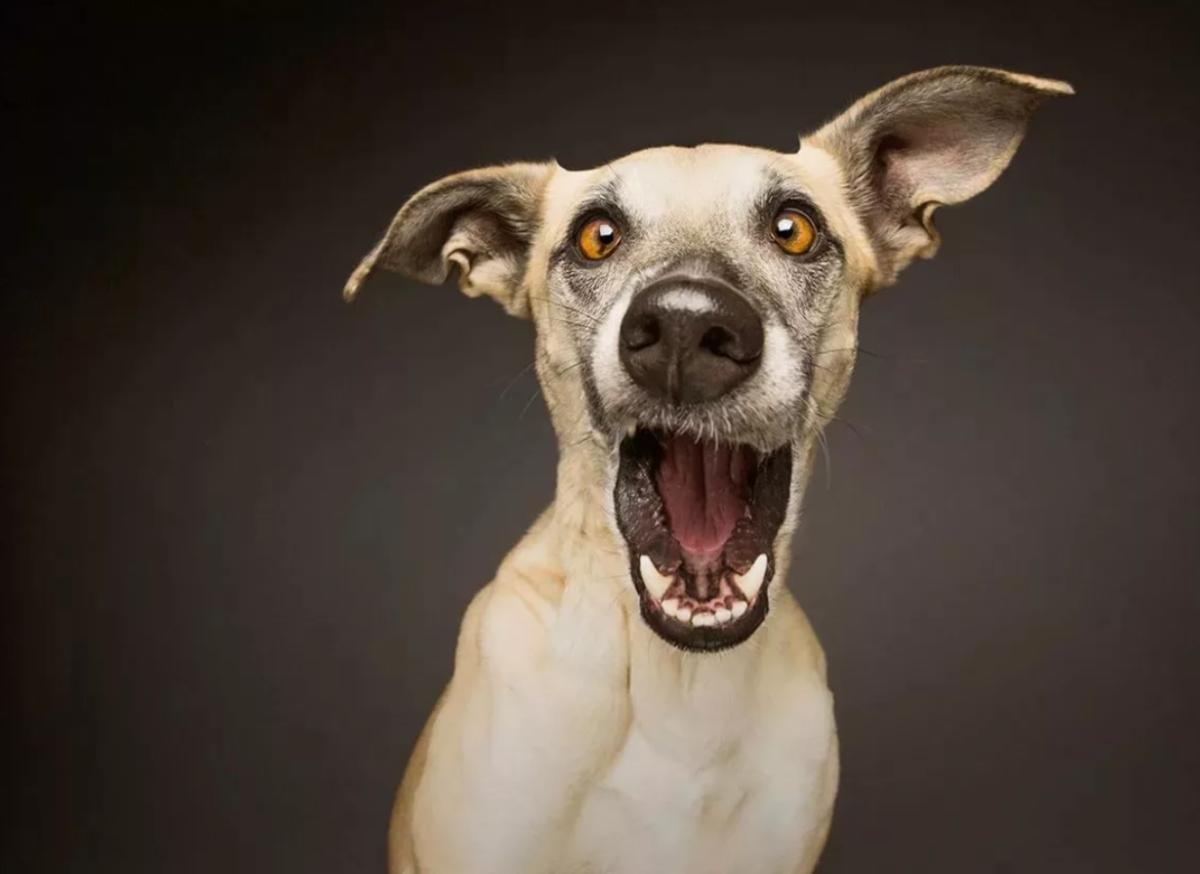 Кружка с ушками в глаза