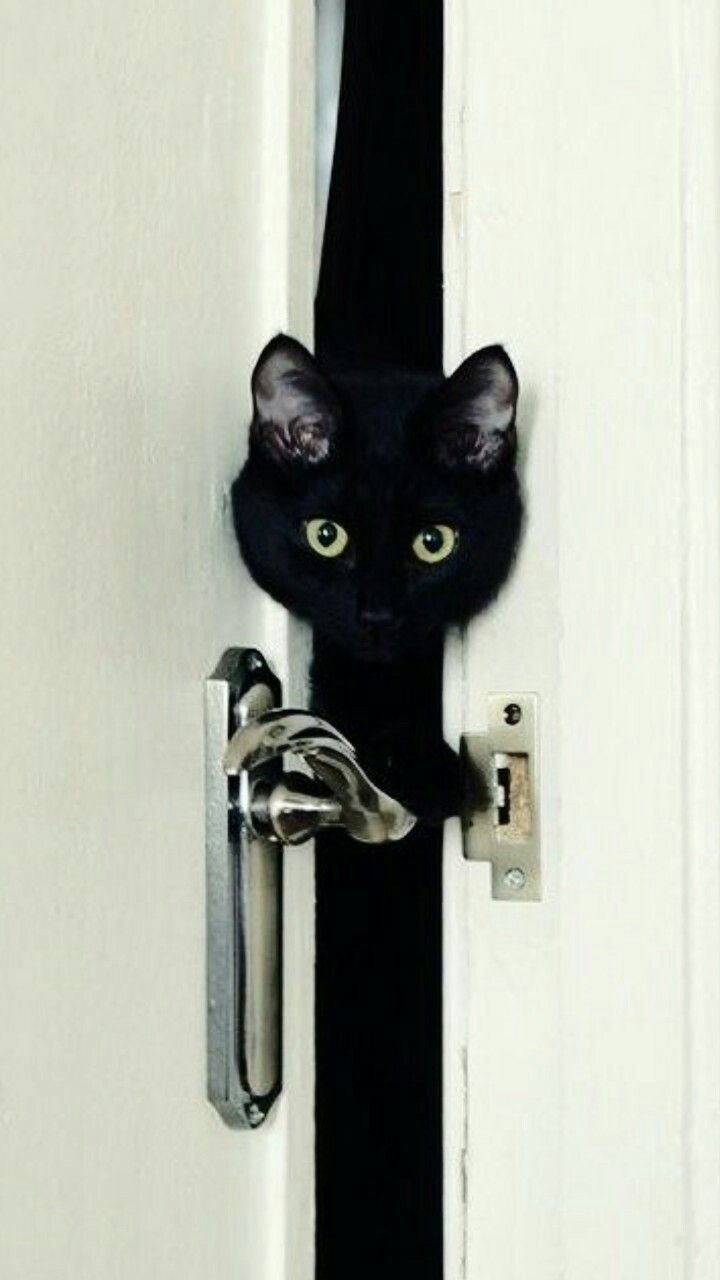 Кот в дверном проеме