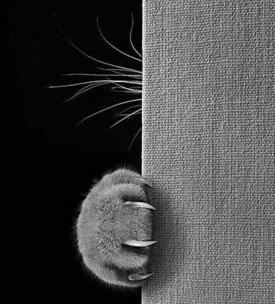 Кошачий коготь