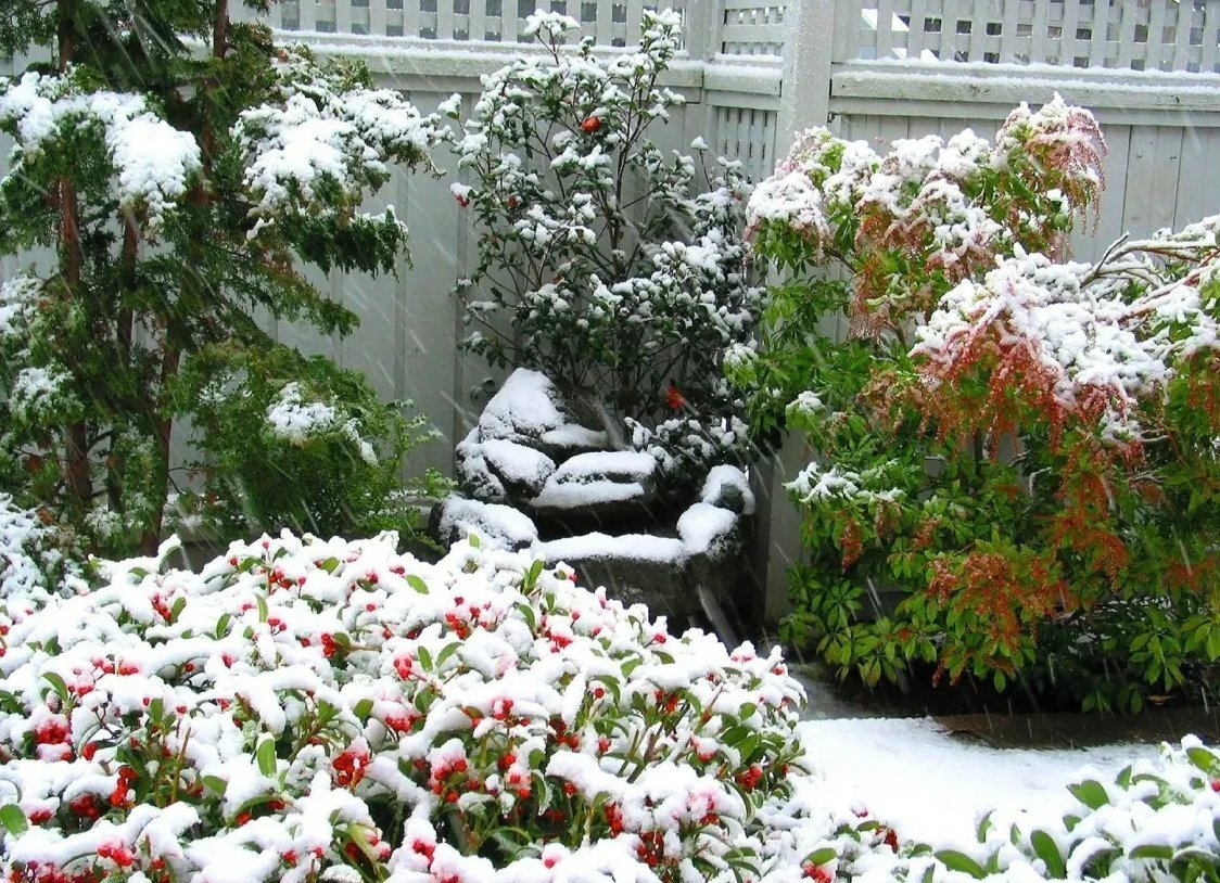 Заснеженный сад
