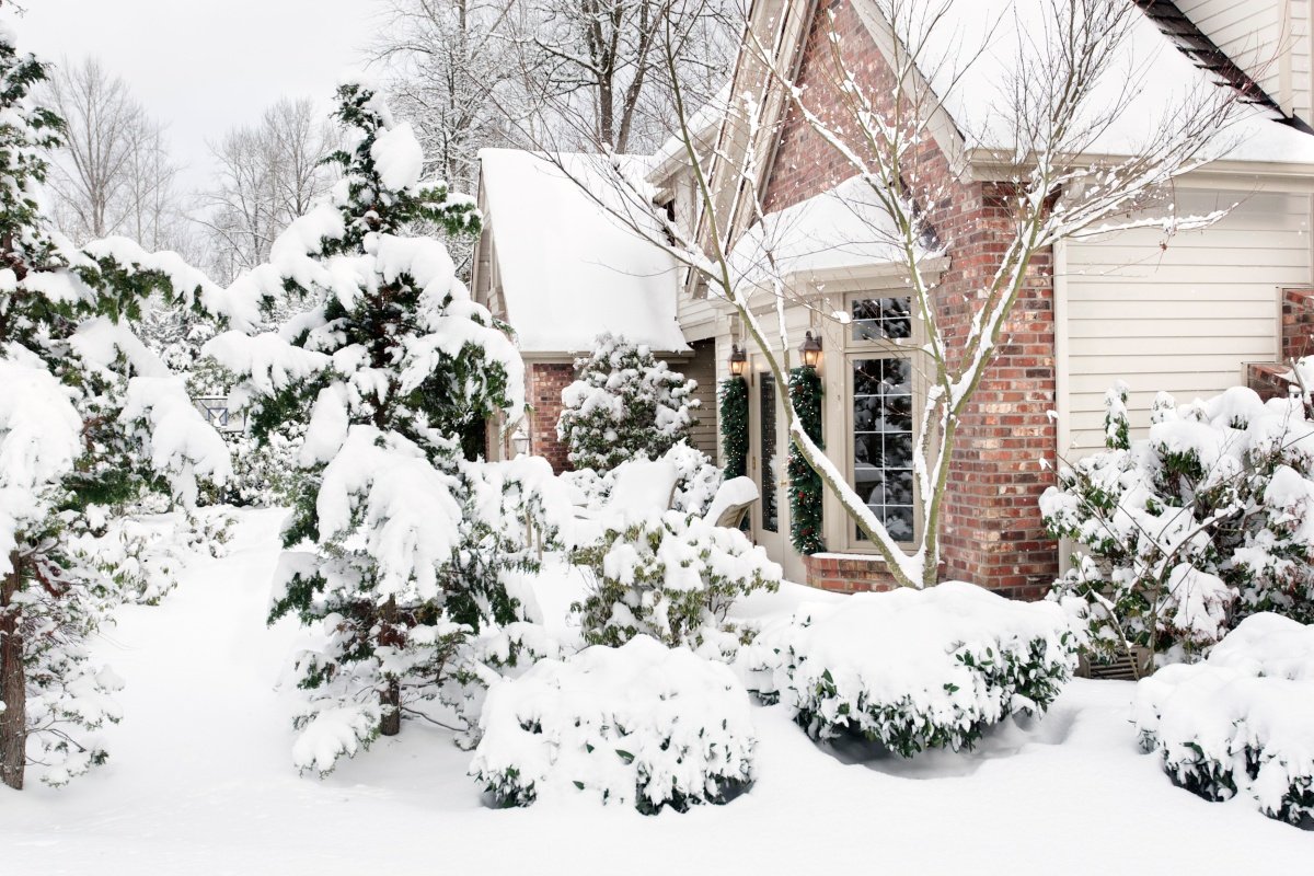 Сад в снегу