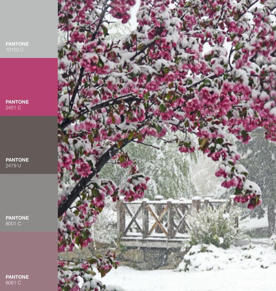 Зима в саду