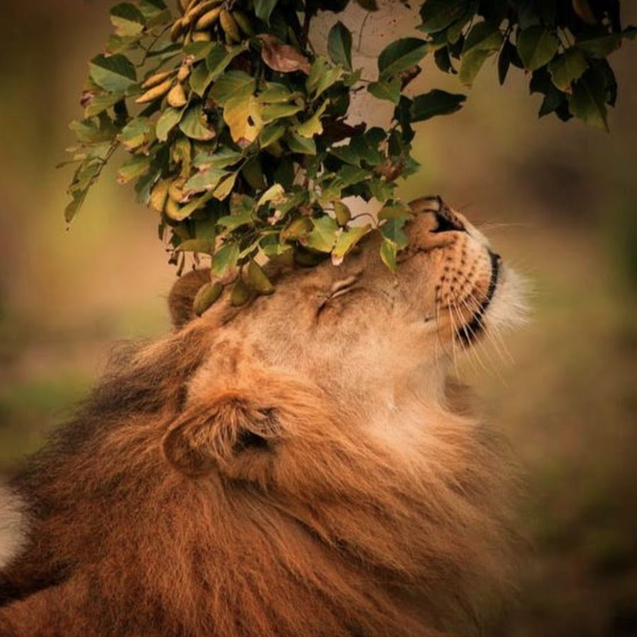 Спокойствие Льва