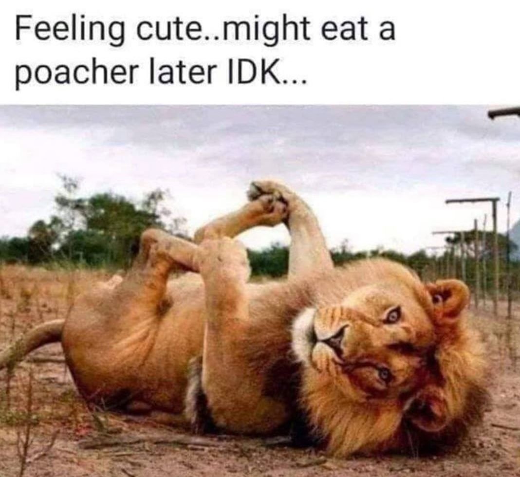 Мотиваторы со львом