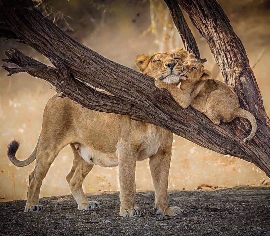 Львица фото