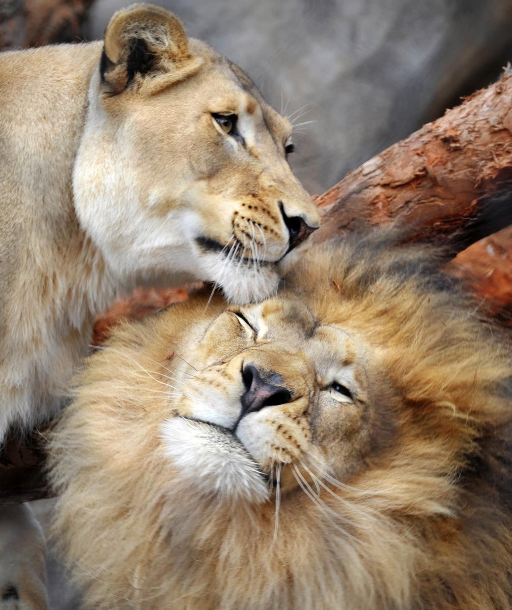 Спокойной ночи Лев и львица