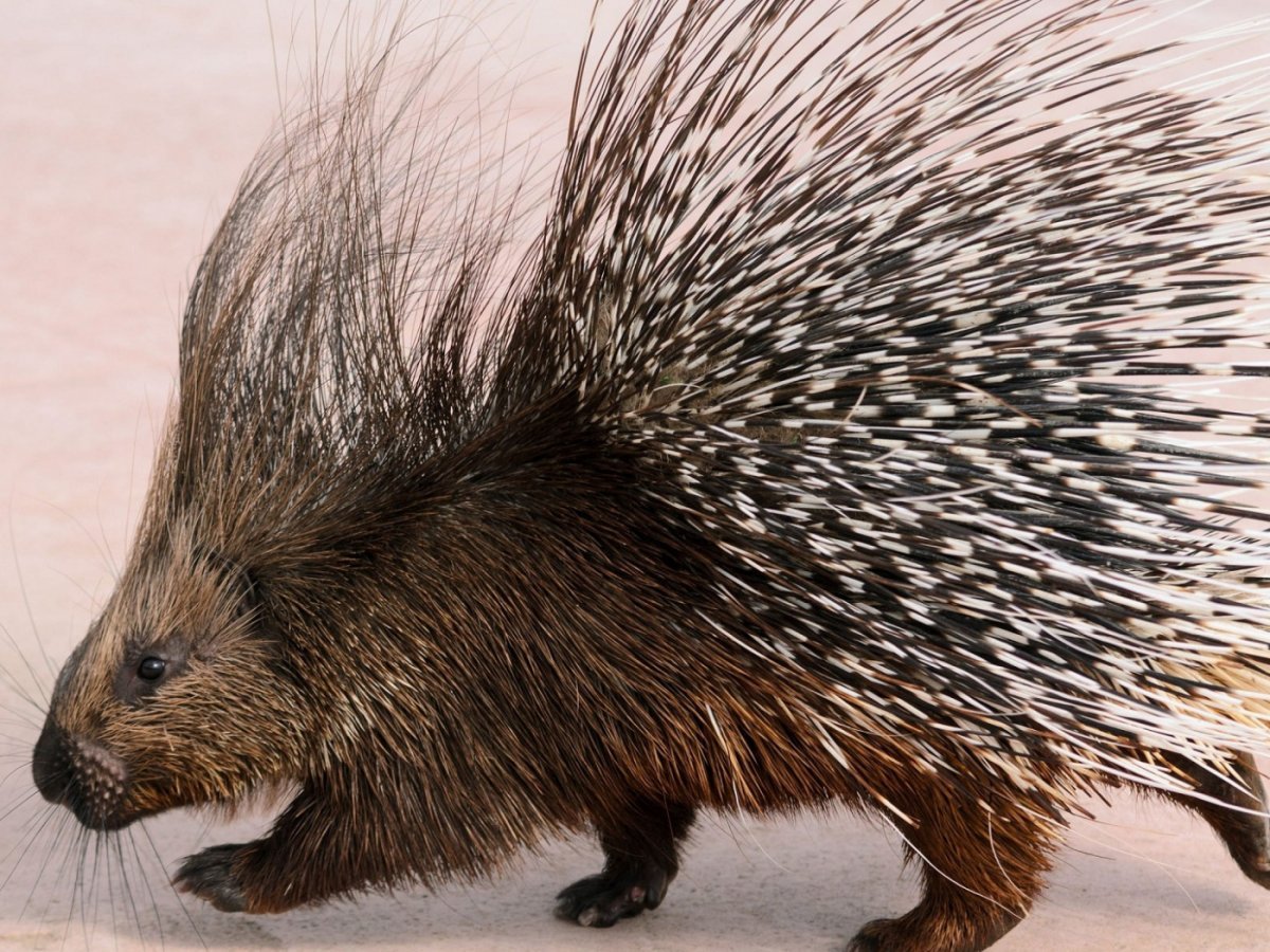 Суматранский Дикобраз