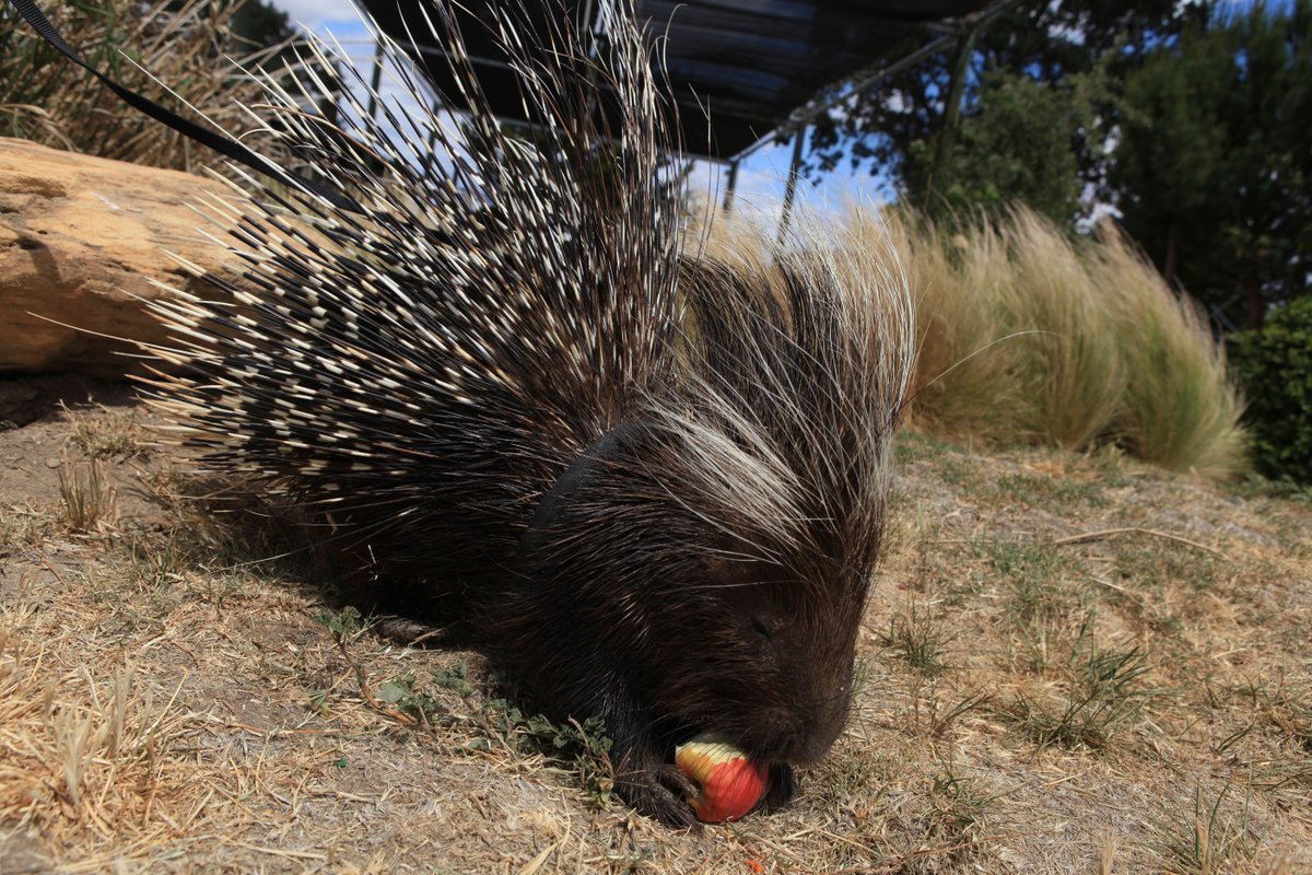 Ландак Дикобраз