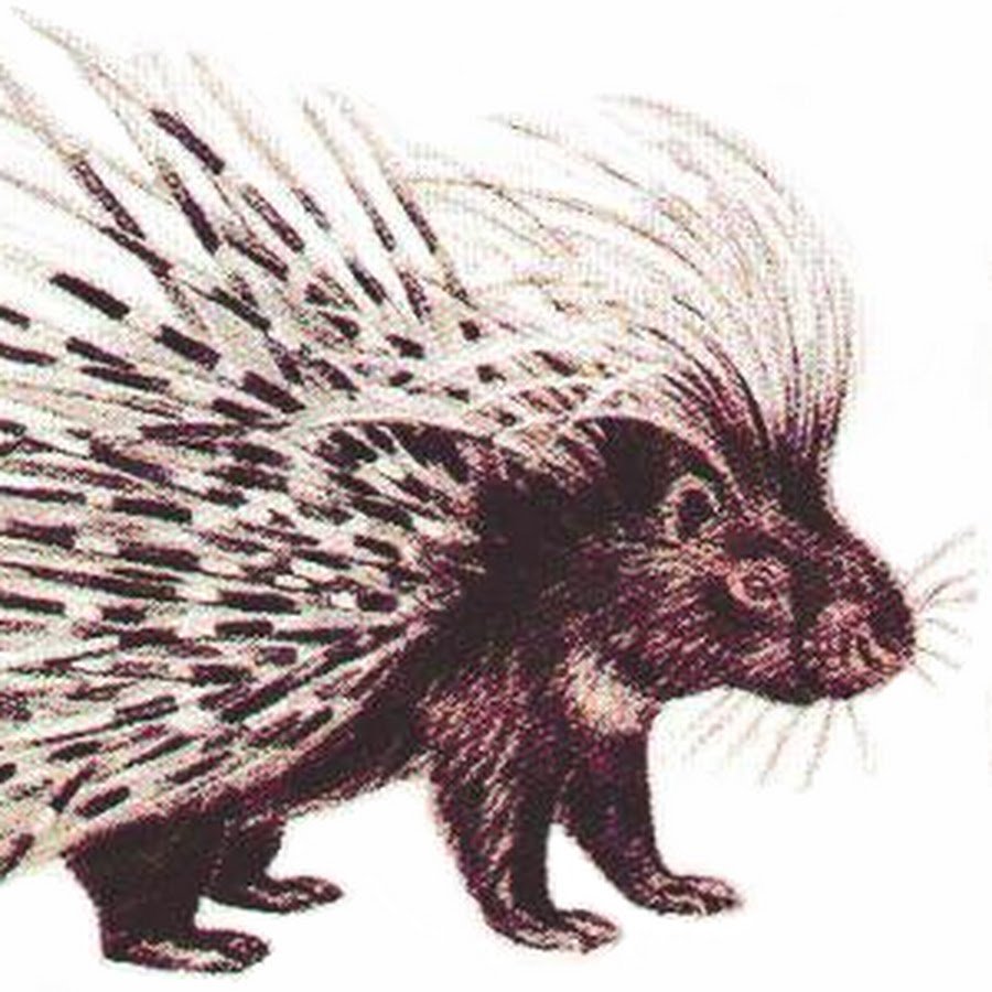 Шерсть силуэт