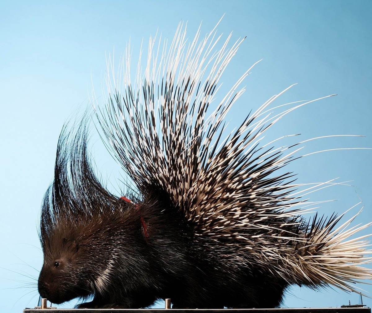 Малайский Дикобраз