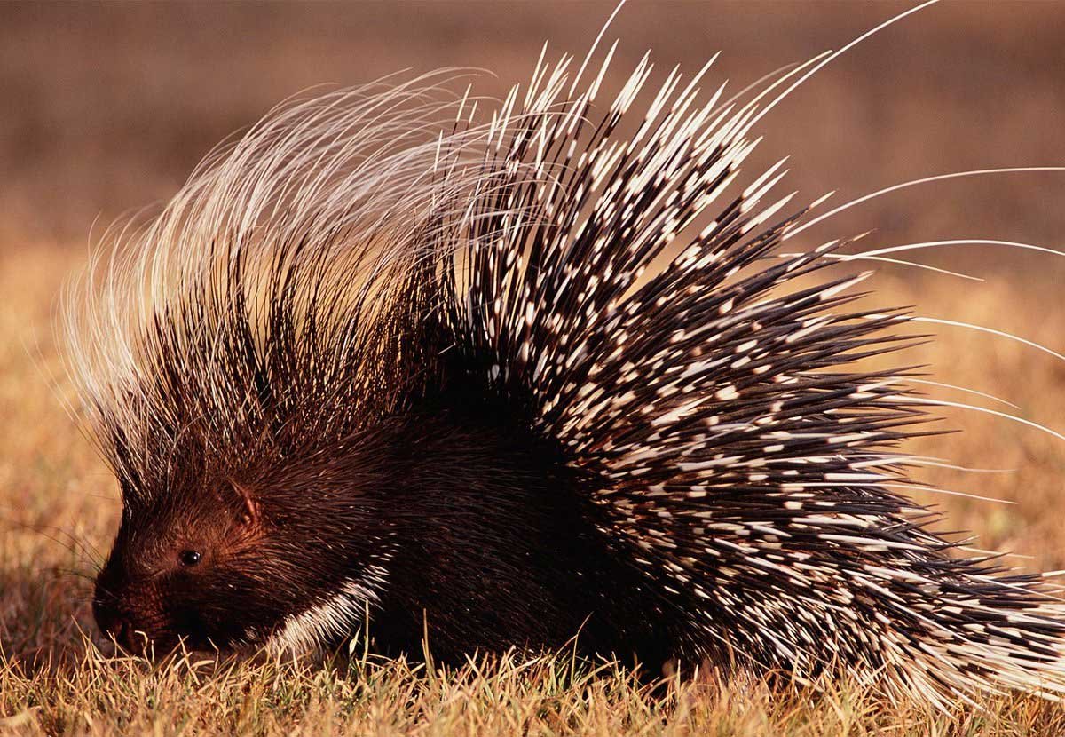 Дикобраз карандашом для детей