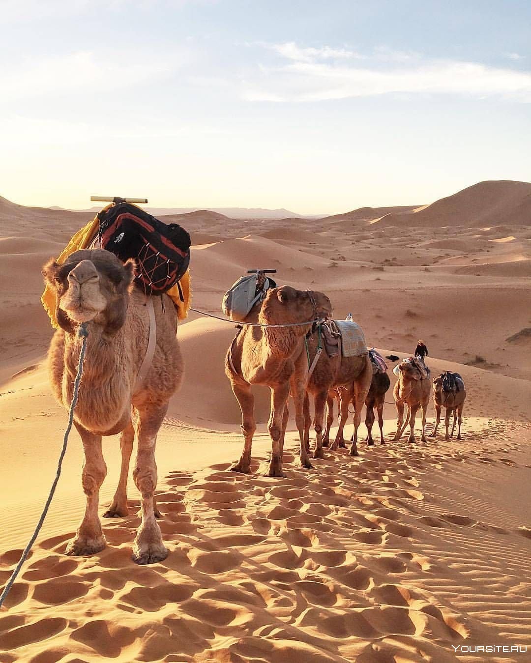 Шарм Эль Шейх верблюд