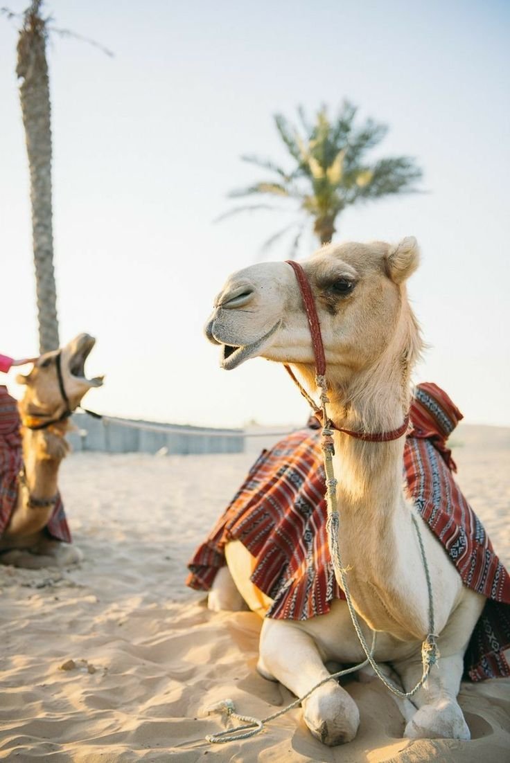 Верхом на верблюде