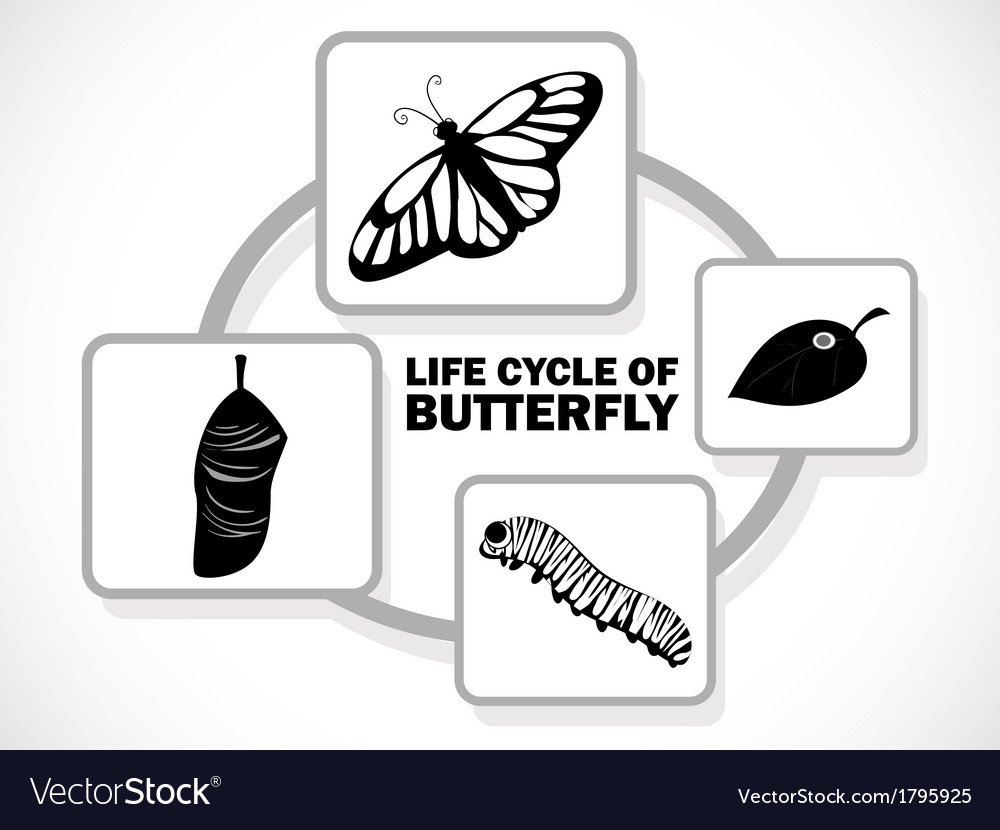 Набор жизненный цикл бабочки