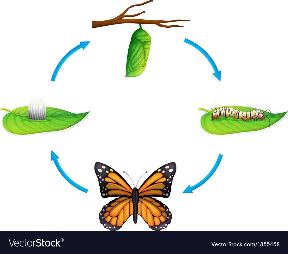 Гусеница бабочка цикл развития
