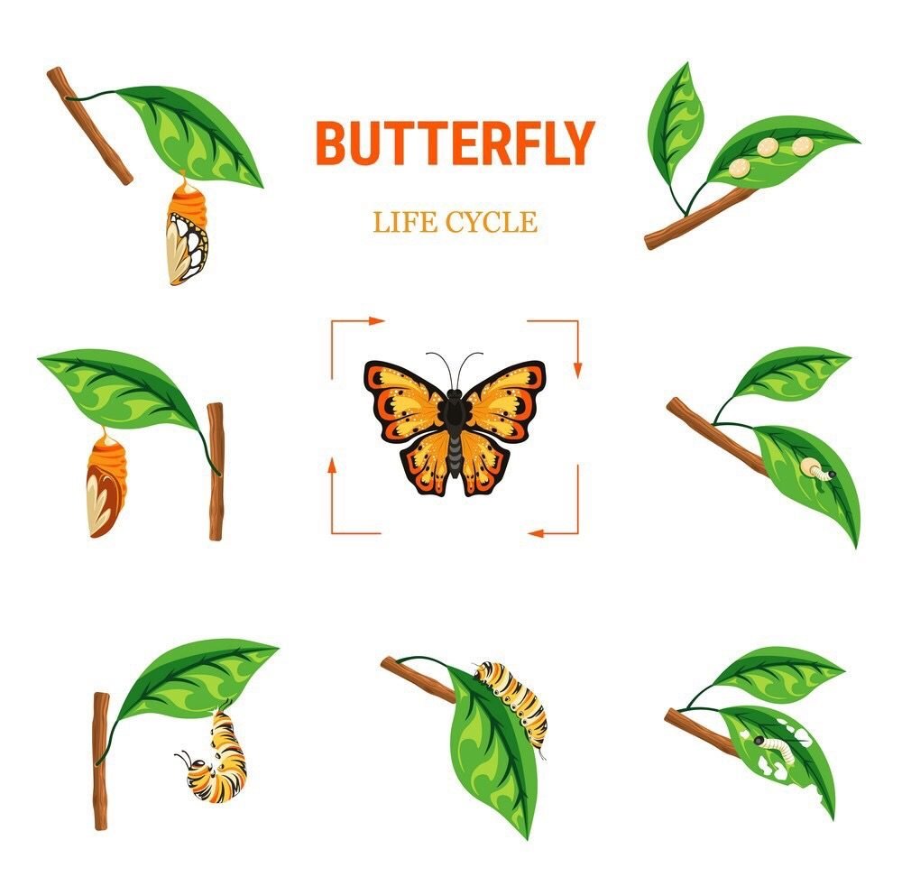 Butterfly Life circle