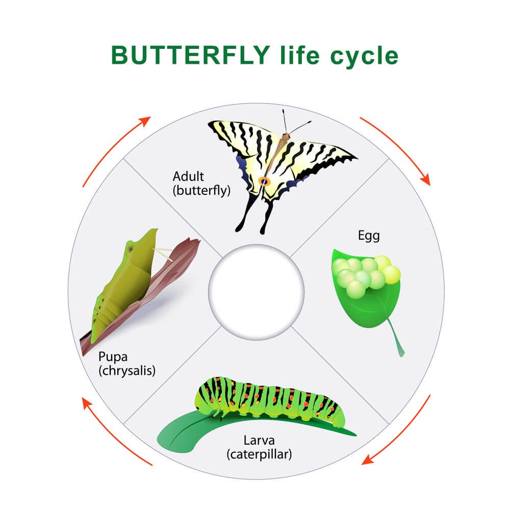 Life Cycle of a Butterfly