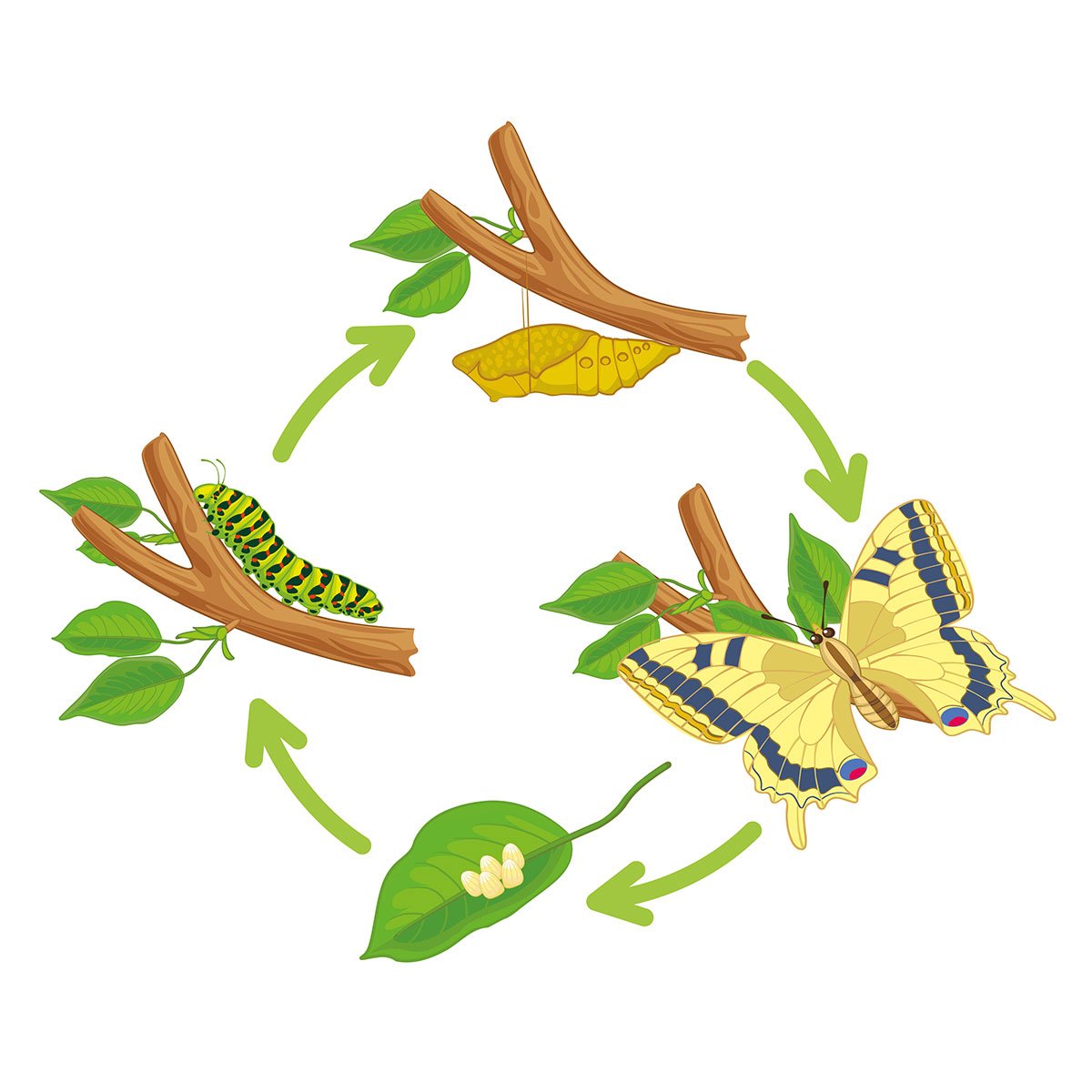 Монарх жизненный цикл бабочки