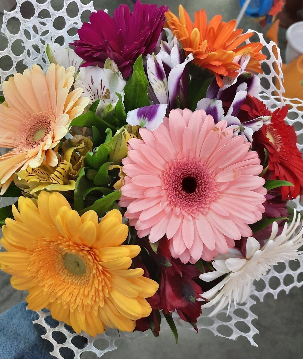 Гербера Ромелла