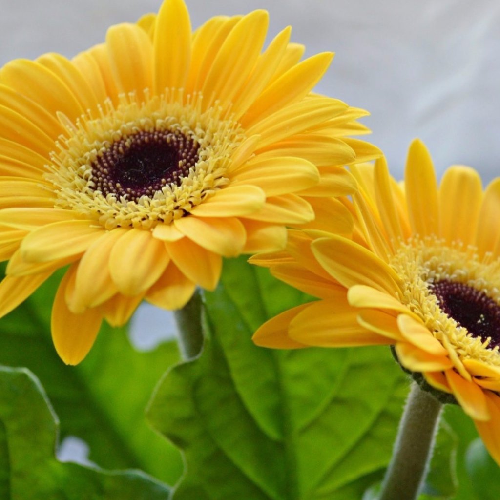 Анимационные герберы