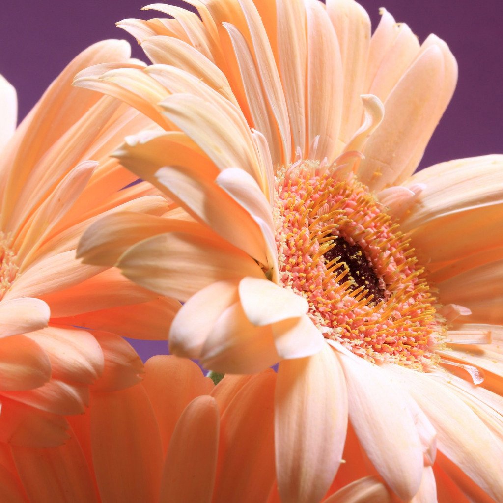 Гербера Макросъемка