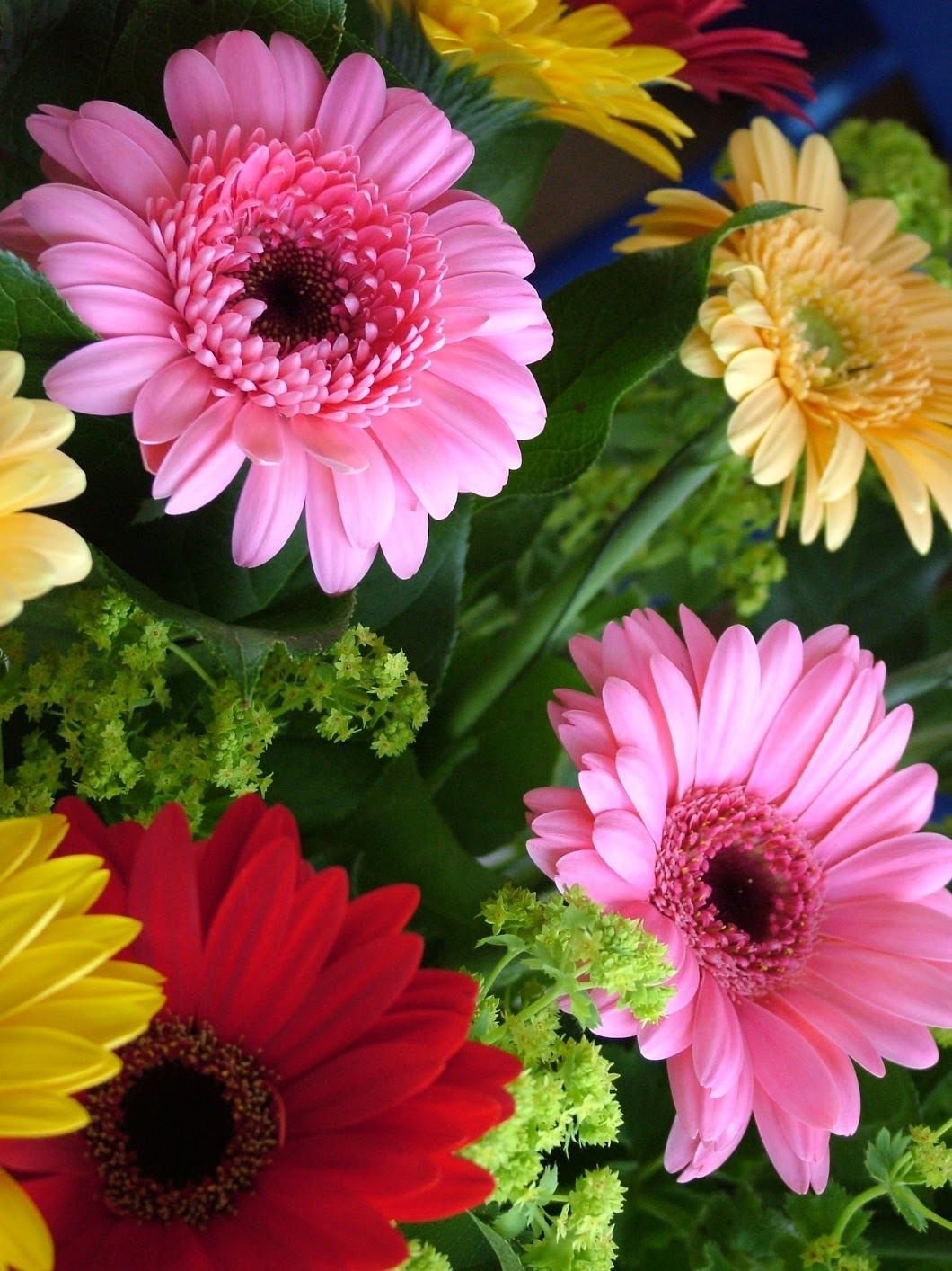 Астровые герберы