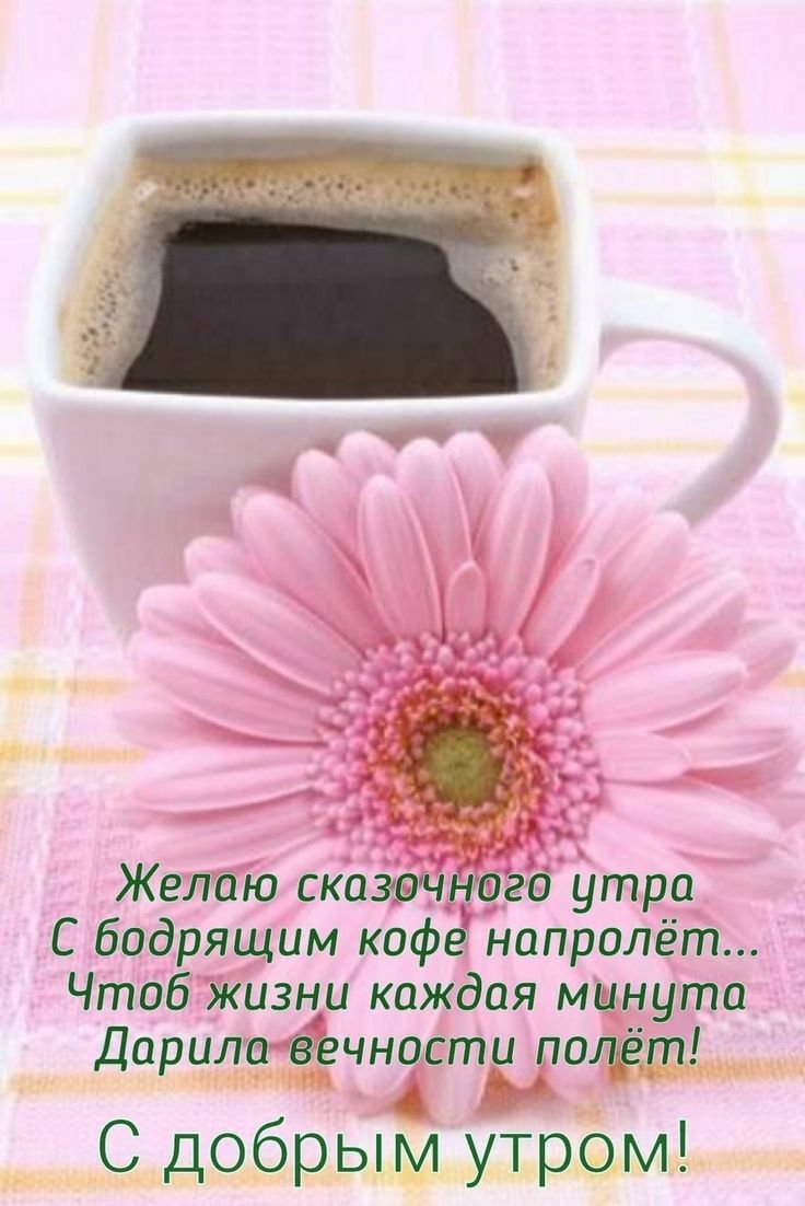 Доброе утро с герберами