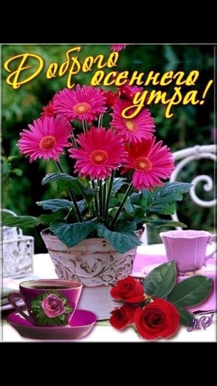 Доброе утро с герберами