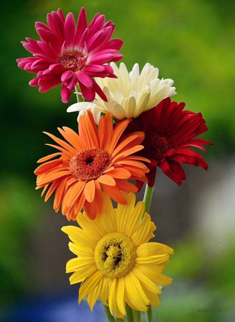 Осенние цветы герберы