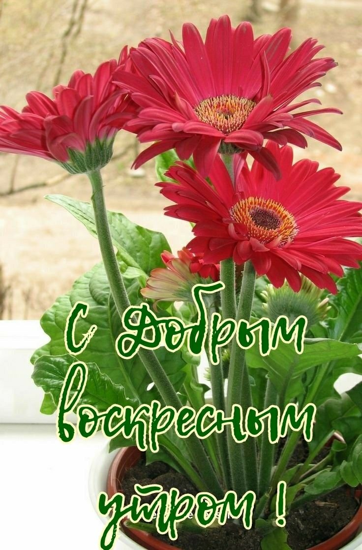 Гербера Мариатта