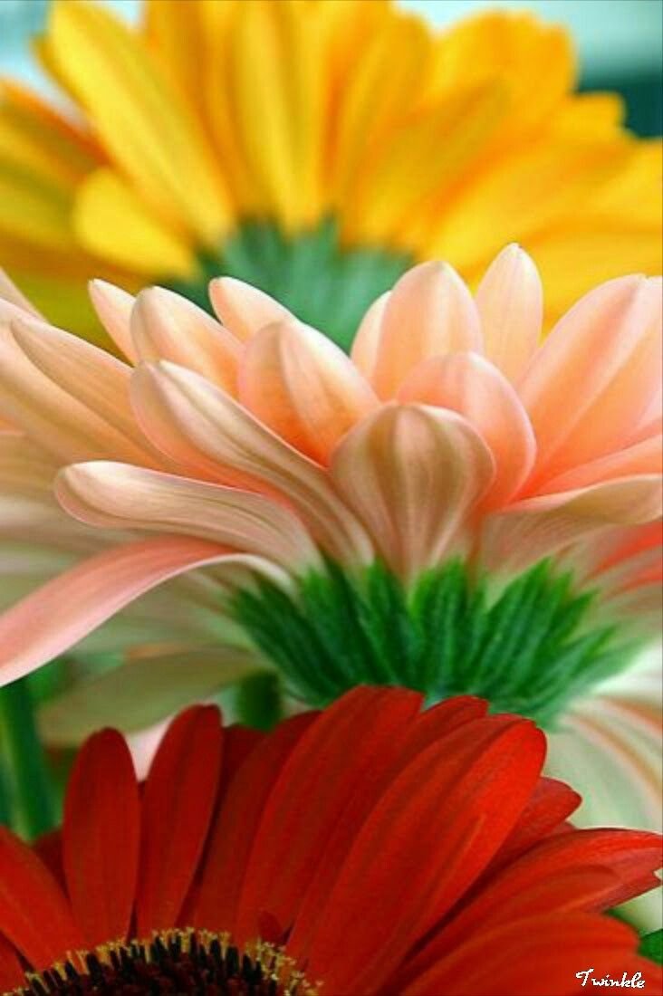 Доброе утро с герберами