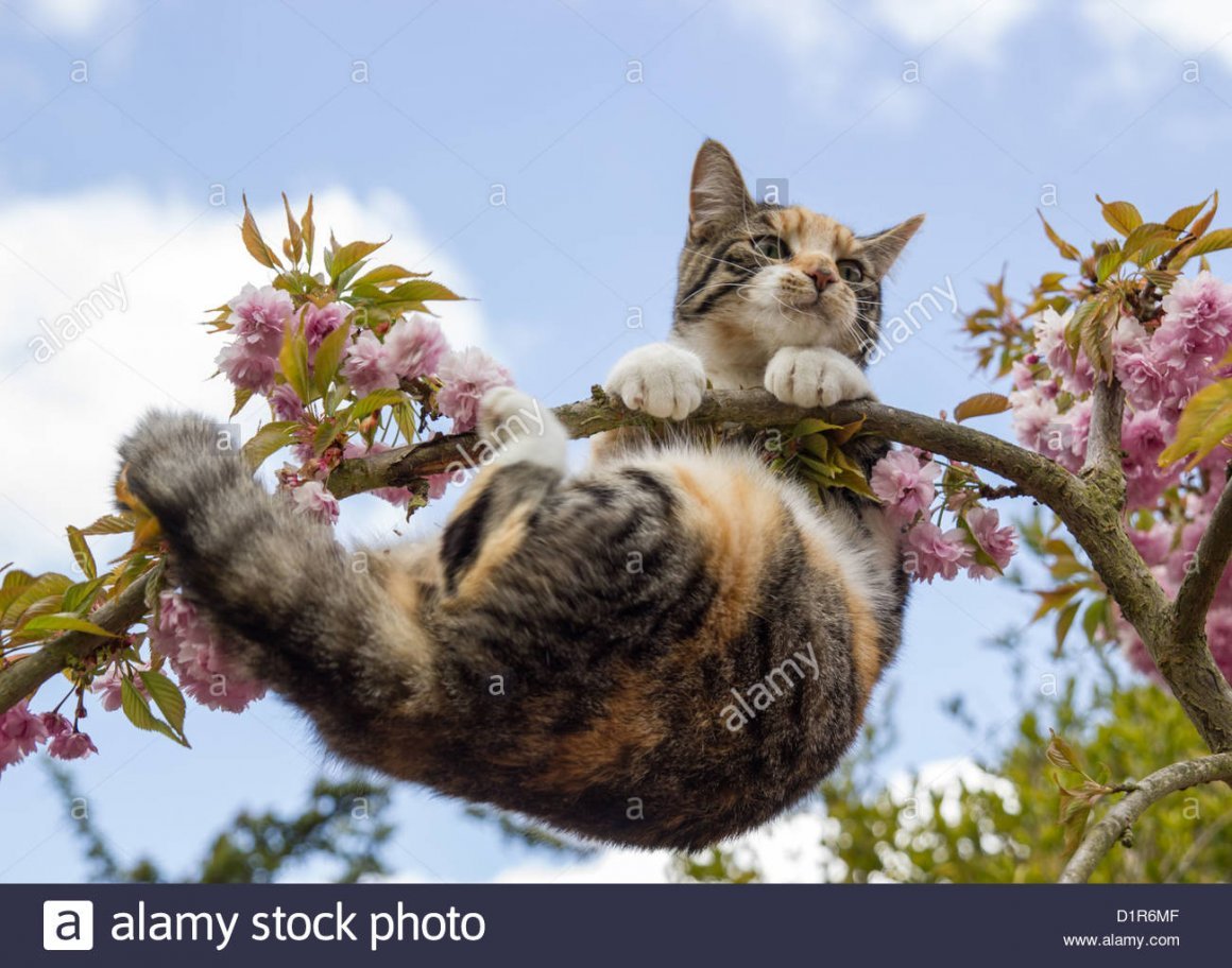 Весенние кошки