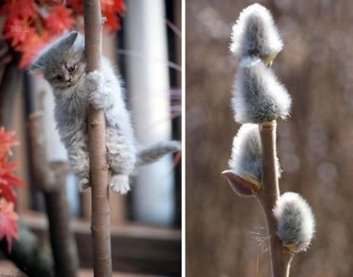 Котики распустились