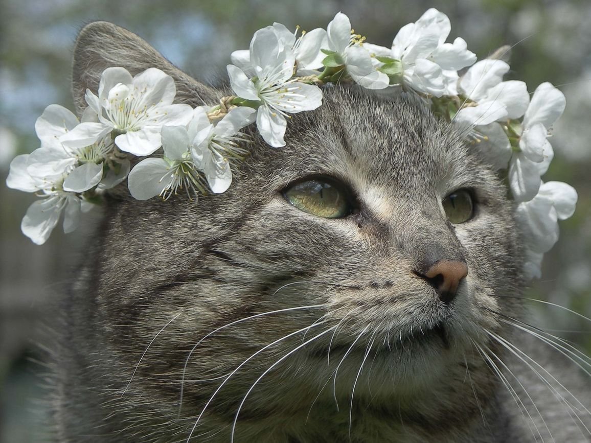 Мартовская кошка