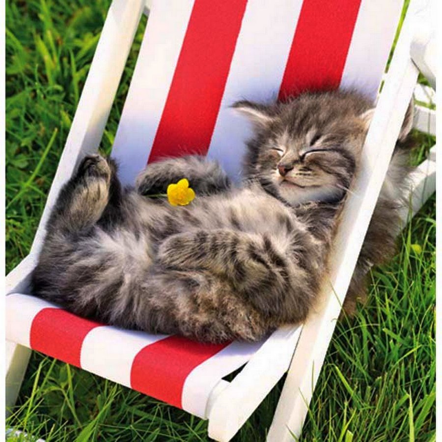 Котёнок и солнышко