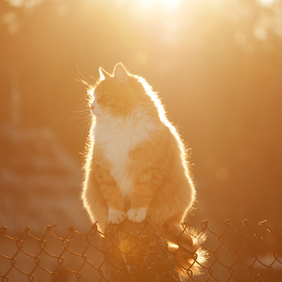 Утро солнце