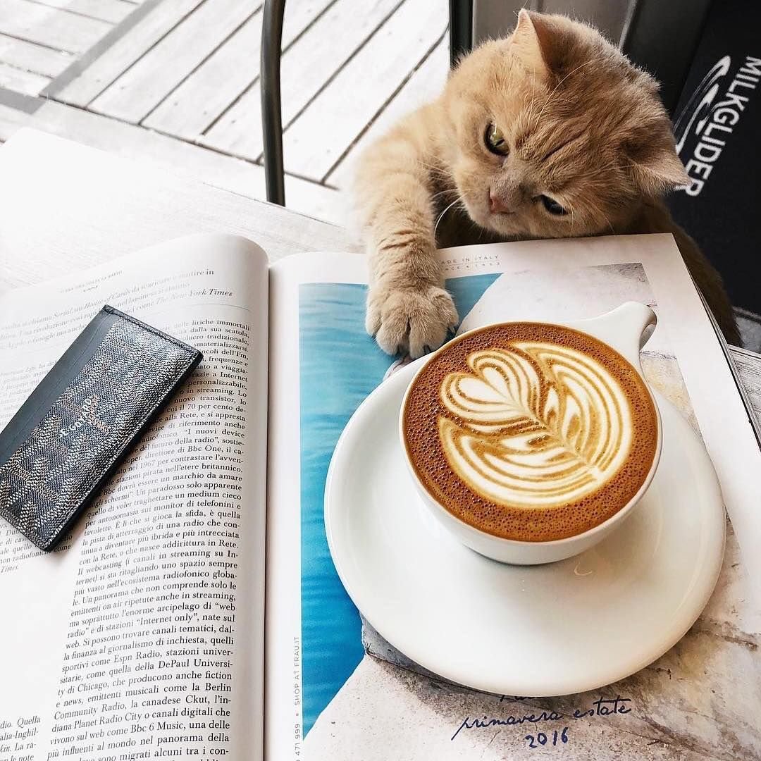 Уютные кошки