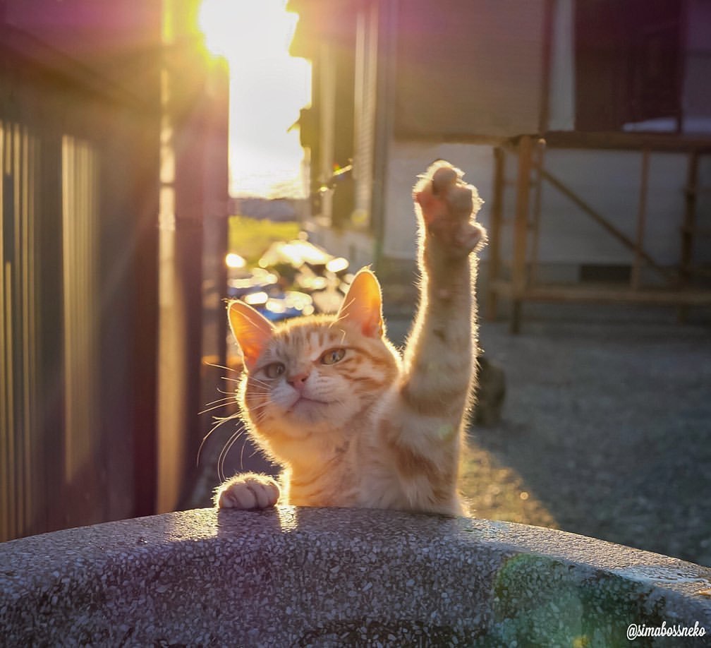 Котик в ожидании